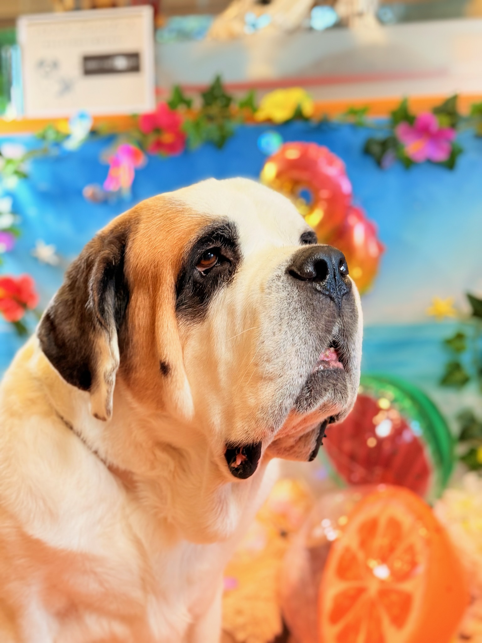 Photo Booth - 柴犬とハロウィンの飾り