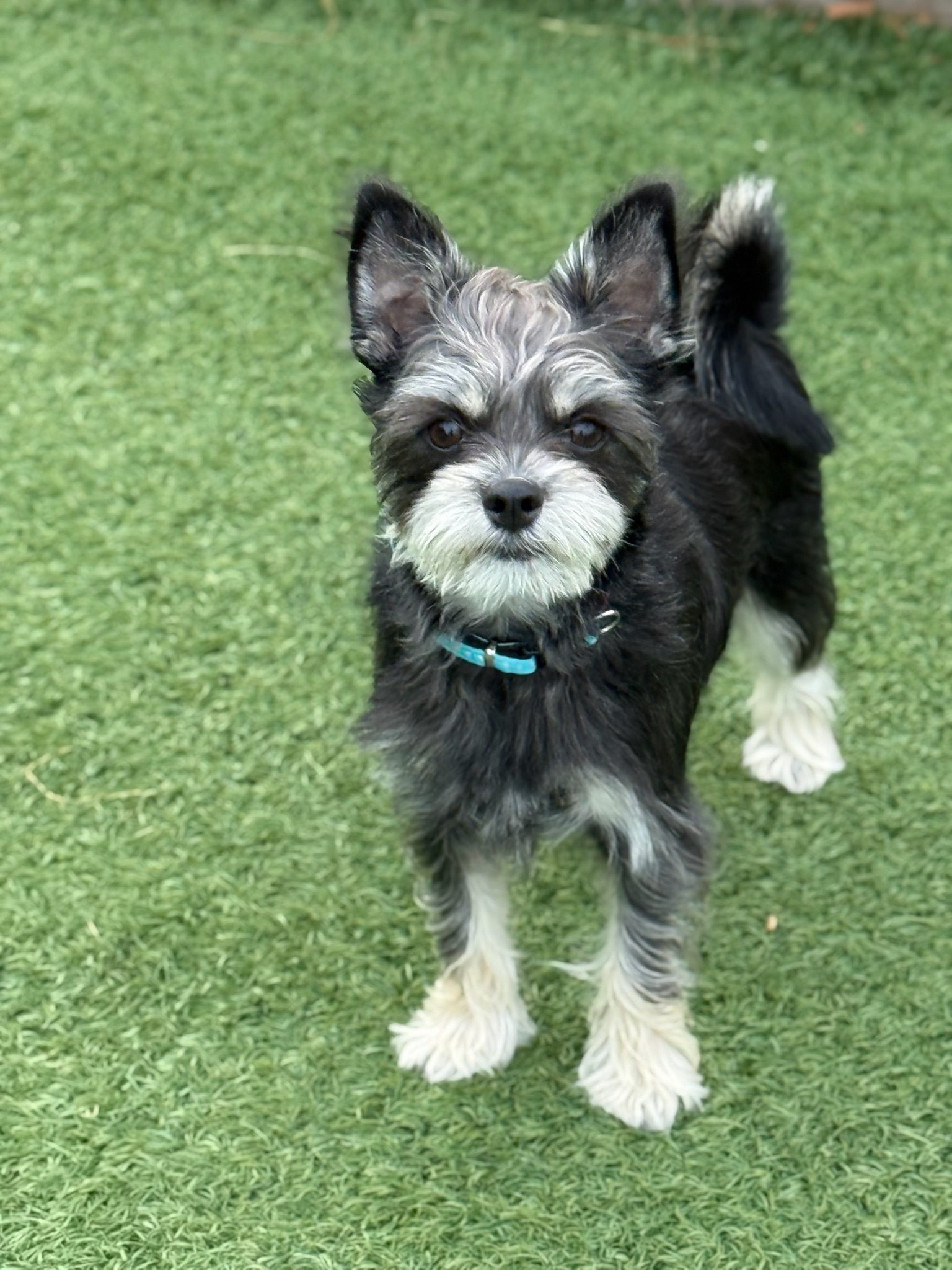 ドッグランの犬