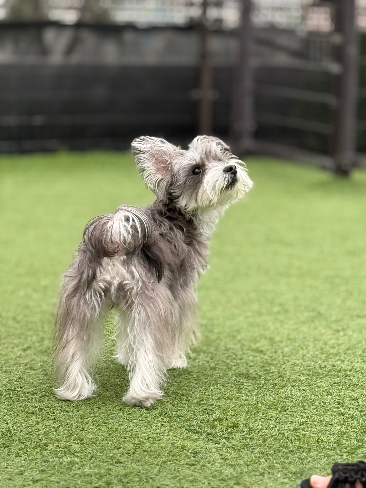 ドッグランの犬