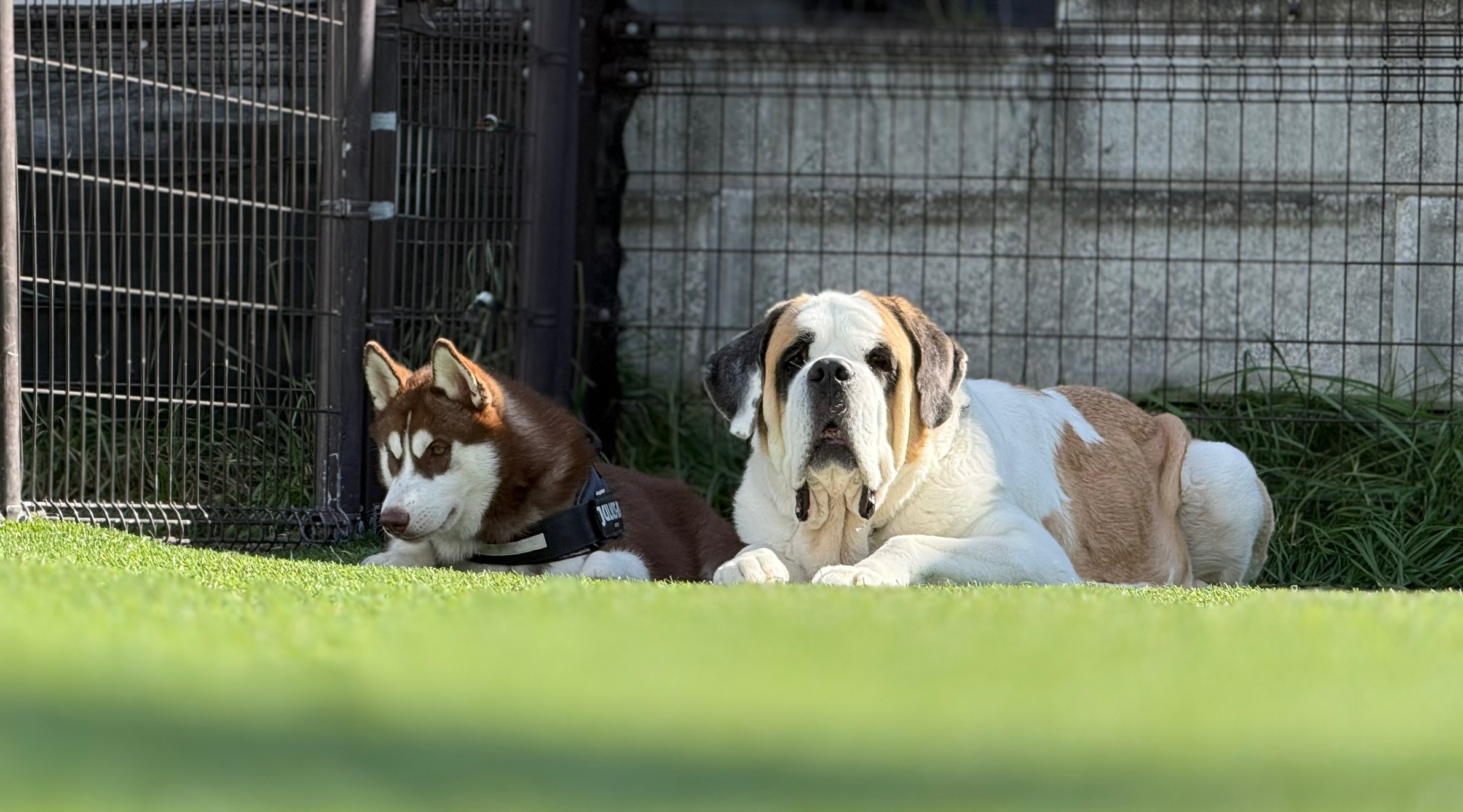 ドッグランでリラックスする大型犬