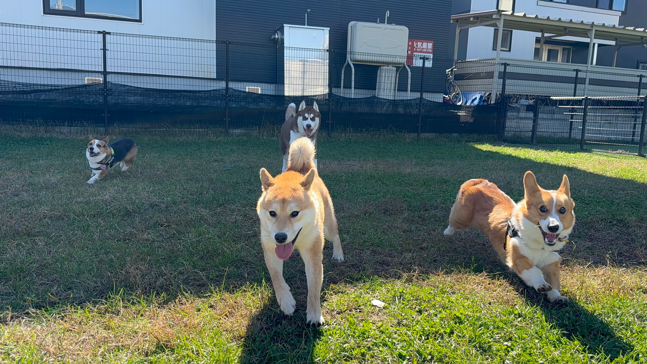 ドッグランで遊ぶ柴犬とハスキー
