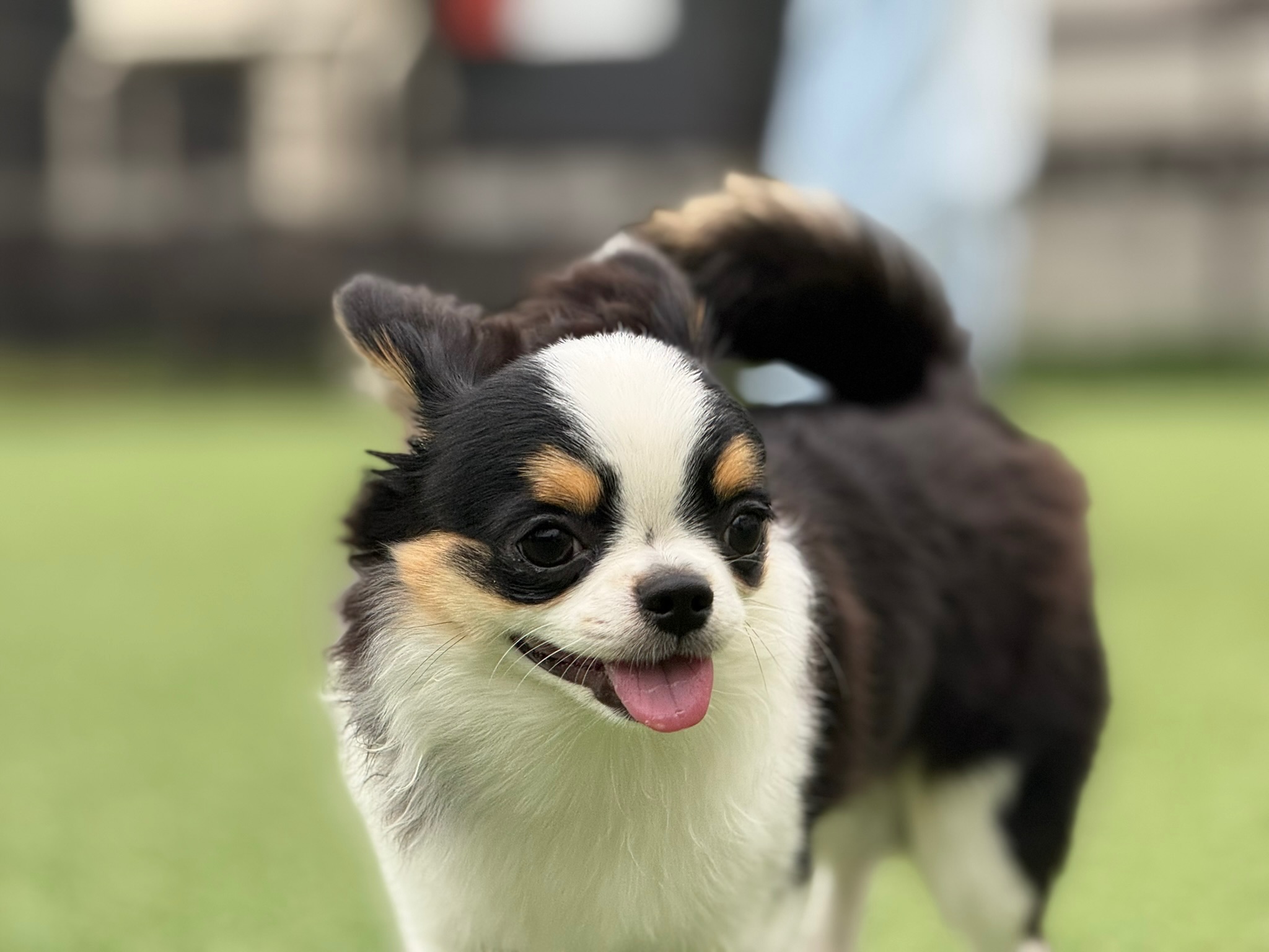 ドッグランの小型犬
